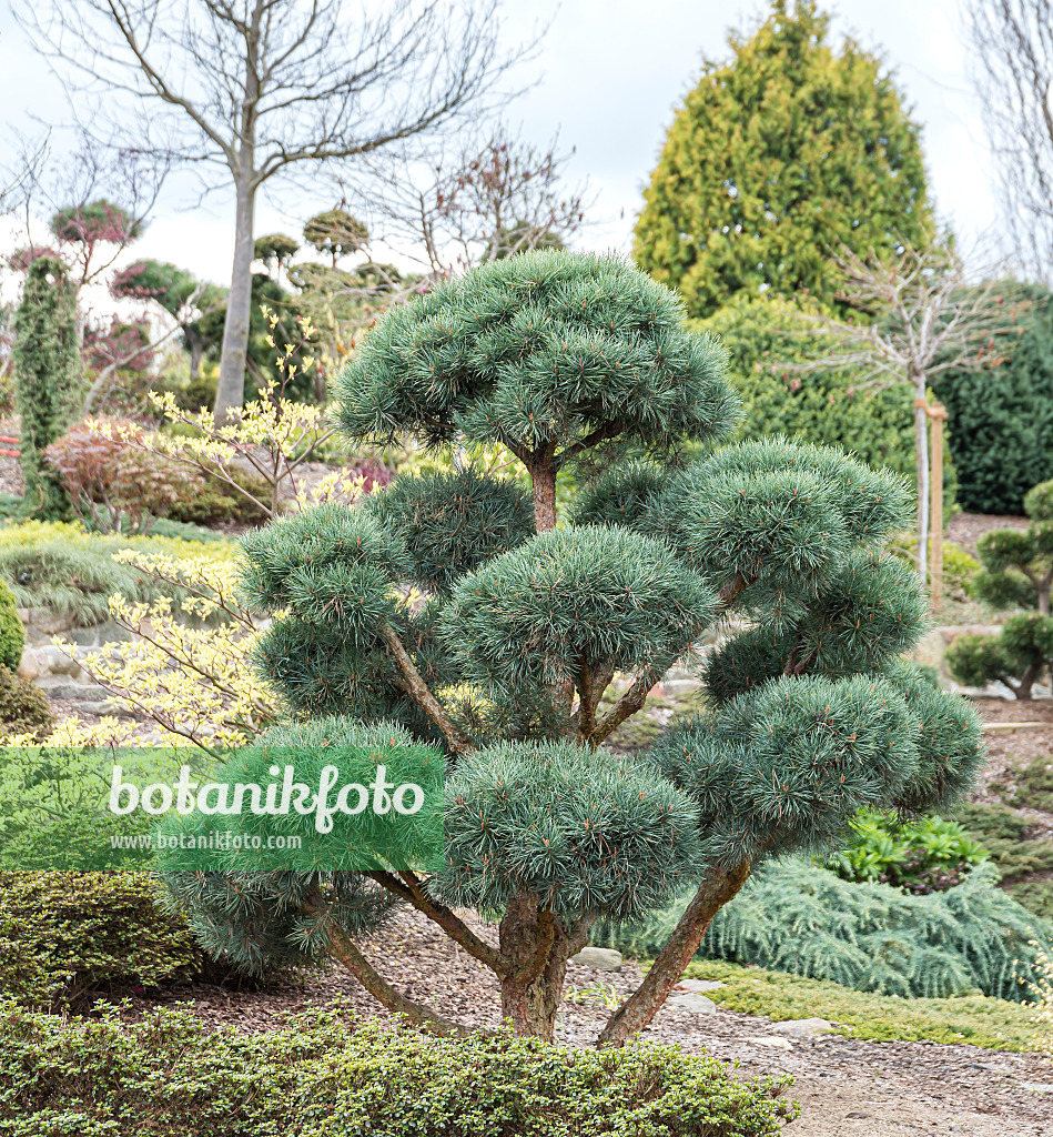 651441 - Scots pine (Pinus sylvestris 'Watereri')