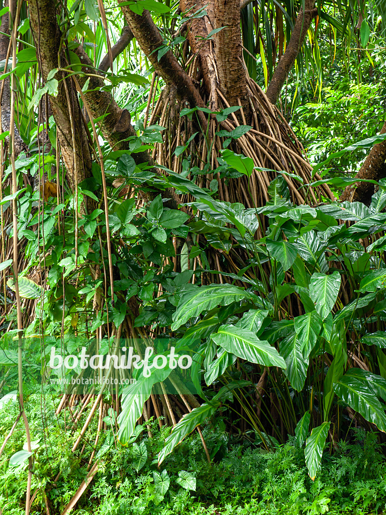 434033 - Screw pine (Pandanus) with many long aerial roots