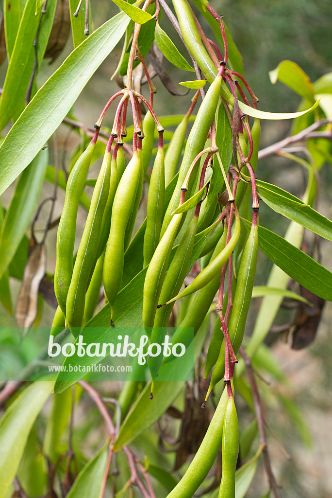 549168 - Scrub beefwood (Stenocarpus salignus)