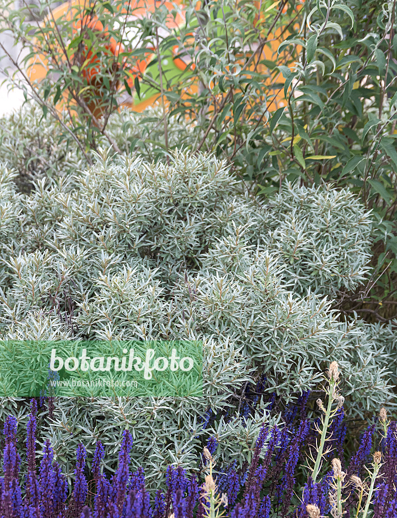651320 - Sea buckthorn (Hippophae rhamnoides 'Hikul')
