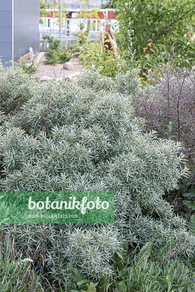 651321 - Sea buckthorn (Hippophae rhamnoides 'Hikul')