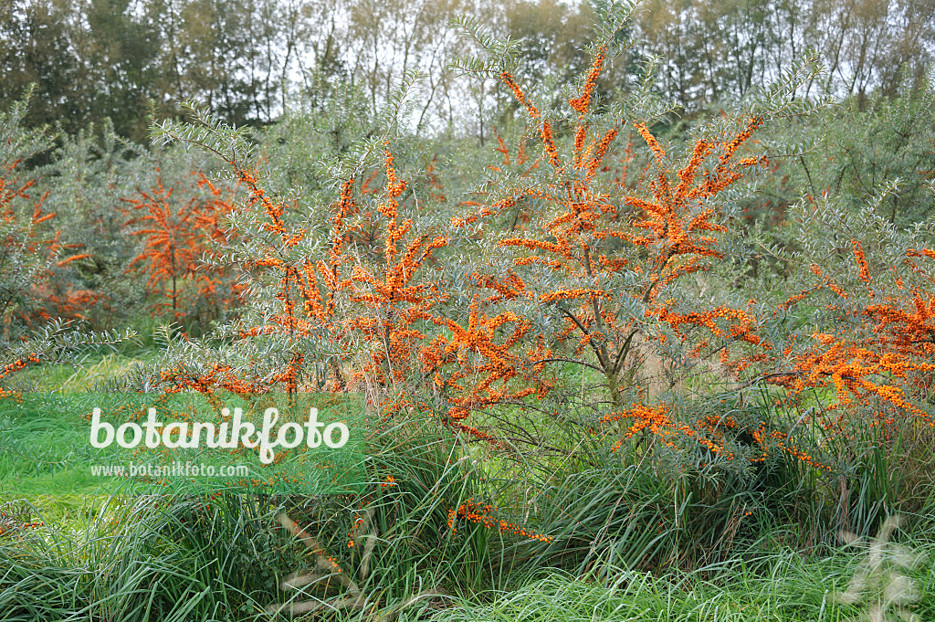 526104 - Sea buckthorn (Hippophae rhamnoides 'Leikora')