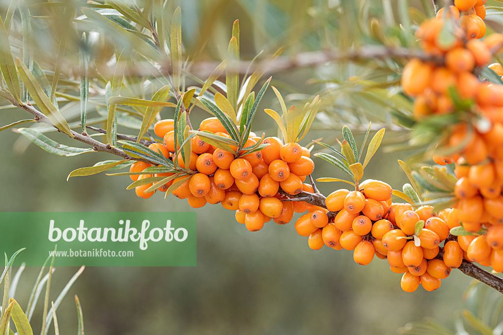 635053 - Sea buckthorn (Hippophae rhamnoides 'Orange Energy')
