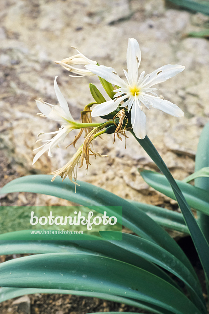 364005 - Sea daffodil (Pancratium illyricum)