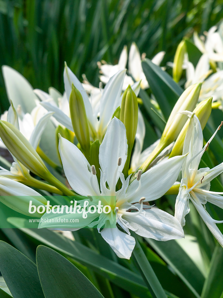 437241 - Sea daffodil (Pancratium illyricum)