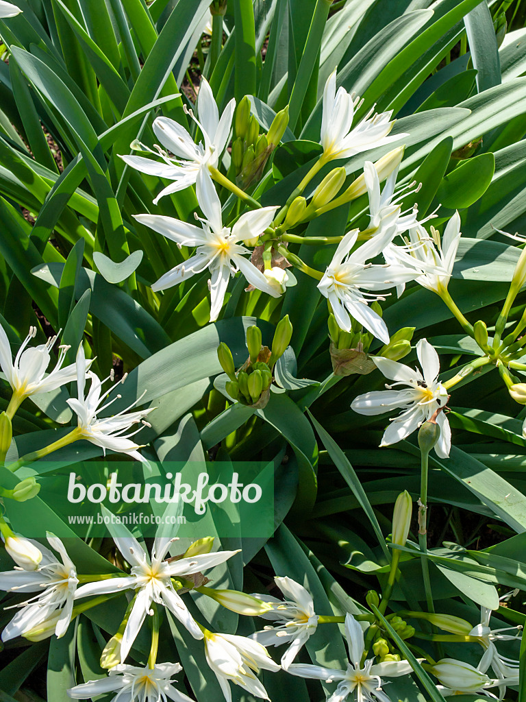 437247 - Sea daffodil (Pancratium illyricum)