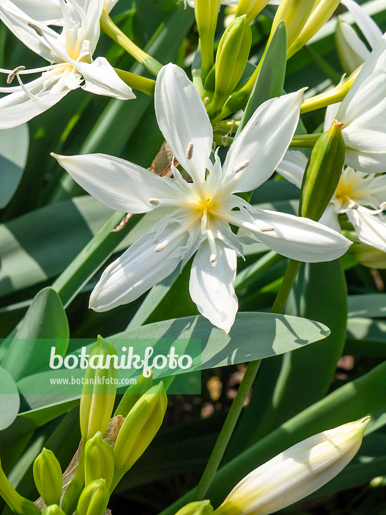 437248 - Sea daffodil (Pancratium illyricum)