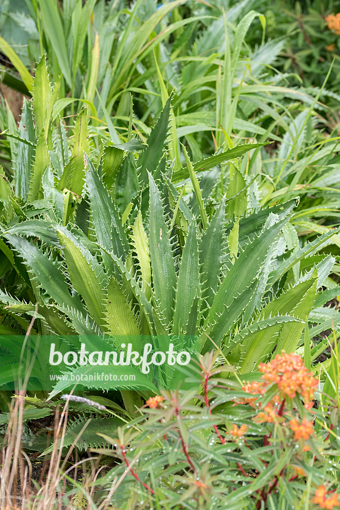 664136 - Sea holly (Eryngium agavifolium)