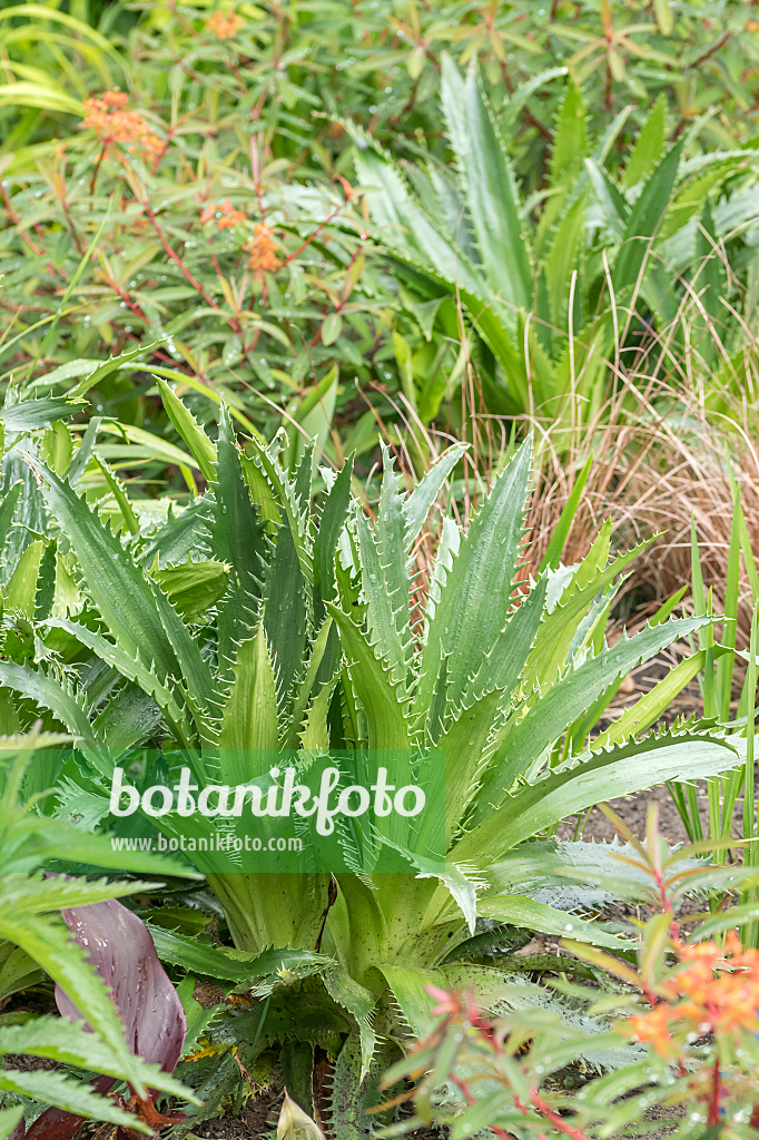 664137 - Sea holly (Eryngium agavifolium)