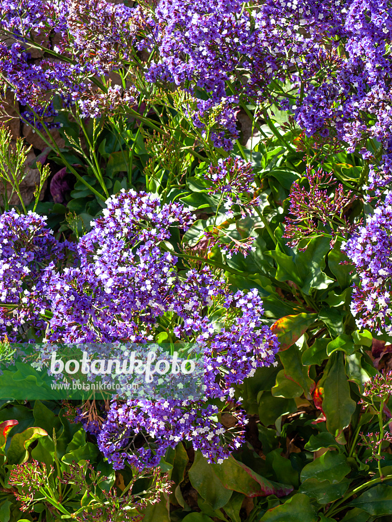 424092 - Sea lavender (Limonium sventenii)
