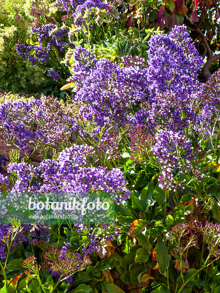 424093 - Sea lavender (Limonium sventenii)