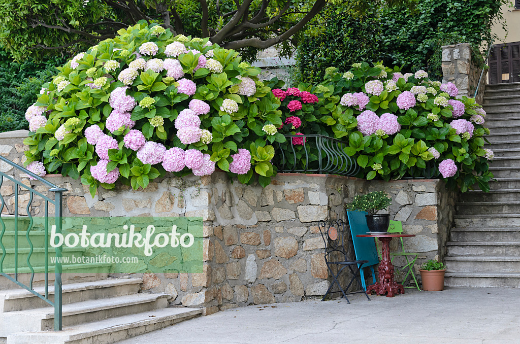 569064 - Seating area with hydrangeas (Hydrangea), Grimaud, France