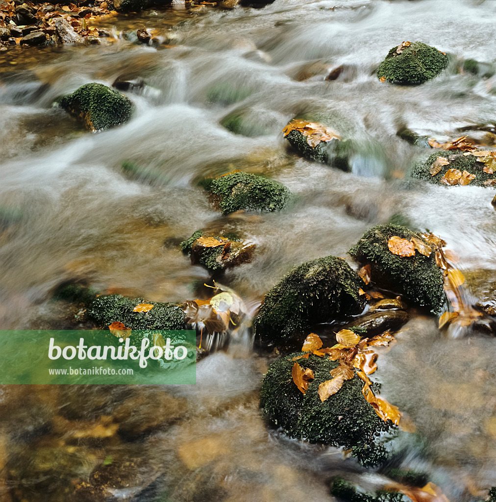 237005 - Seebach, parc national de la forêt Bavaroise, Allemagne