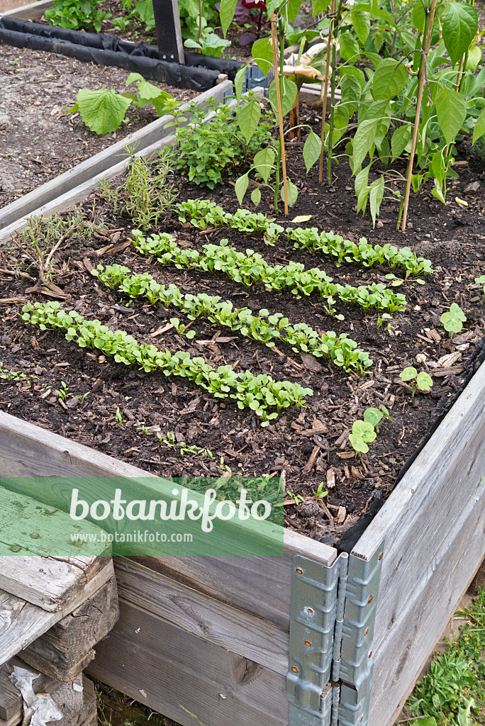 544165 - Seedlings in a raised bed