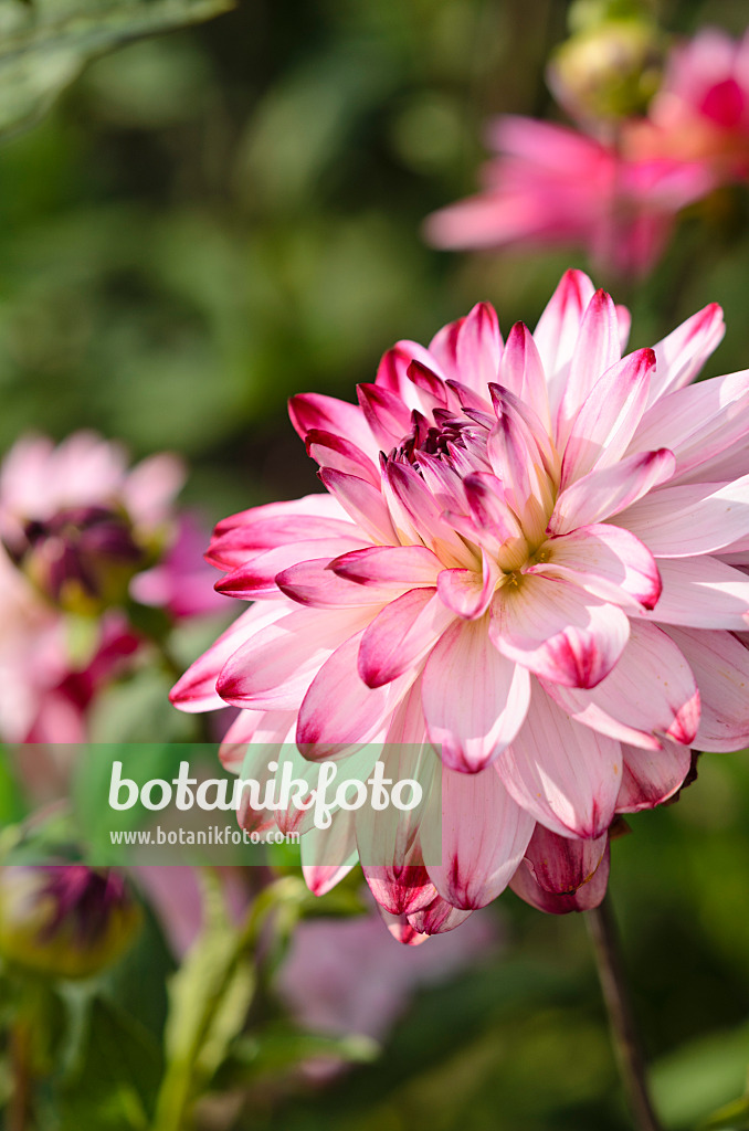 523161 - Seerosenblütige Dahlie (Dahlia Wine and Roses)