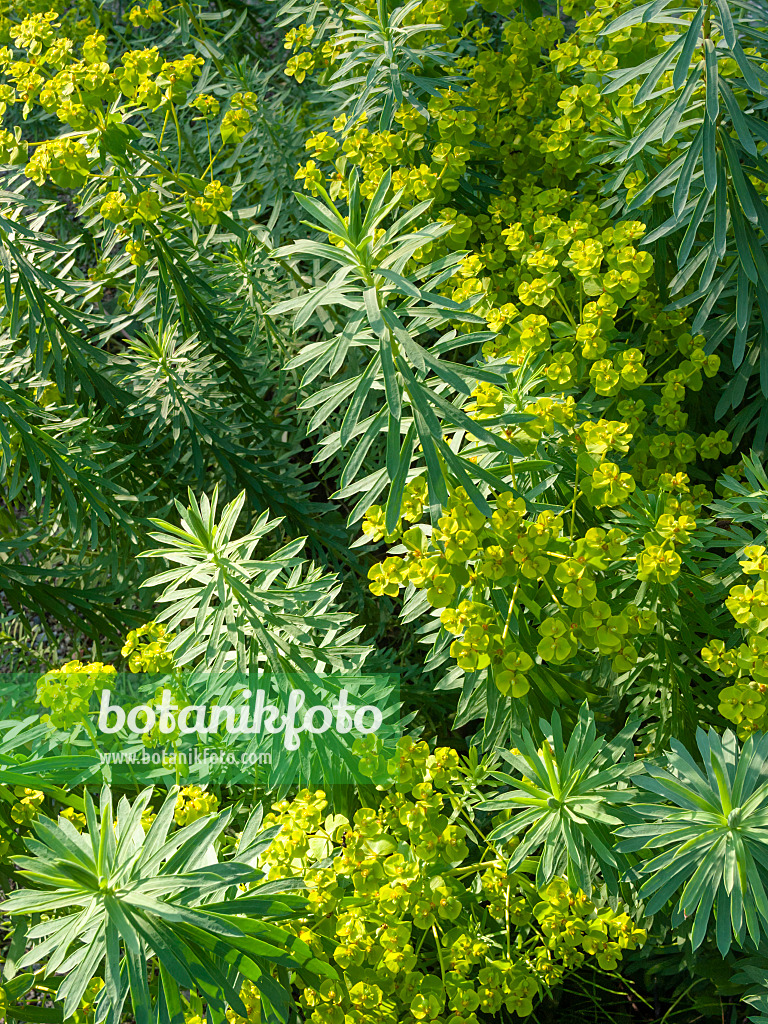 403009 - Seguier's spurge (Euphorbia seguieriana)