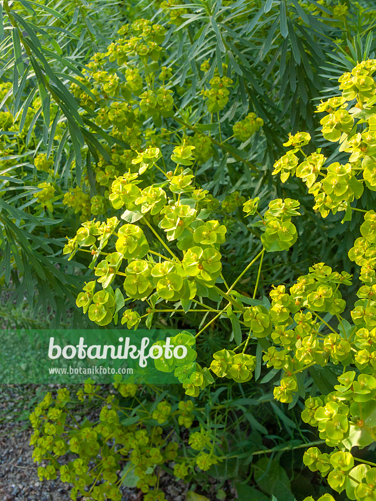 403010 - Seguier's spurge (Euphorbia seguieriana)