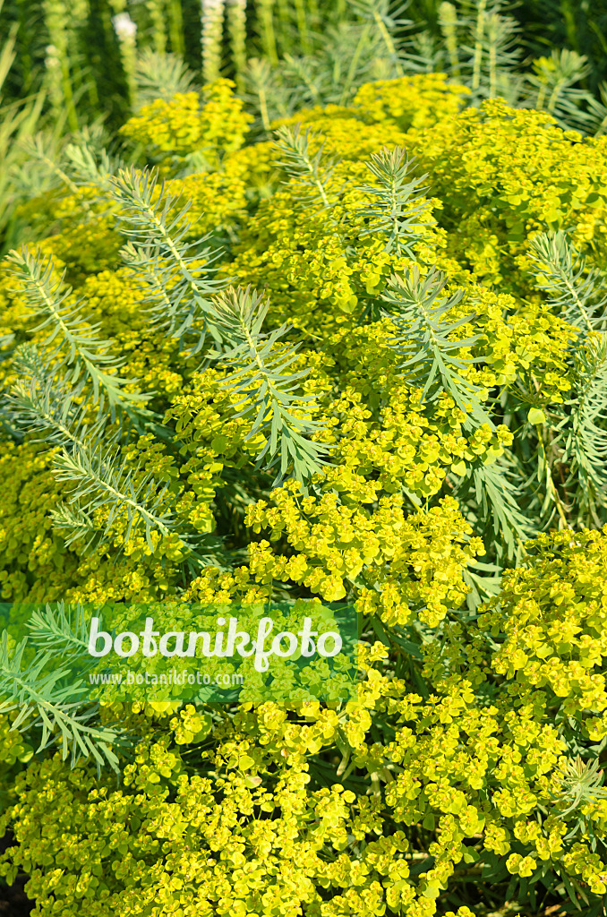 570114 - Seguier's spurge (Euphorbia seguieriana subsp. niciciana)
