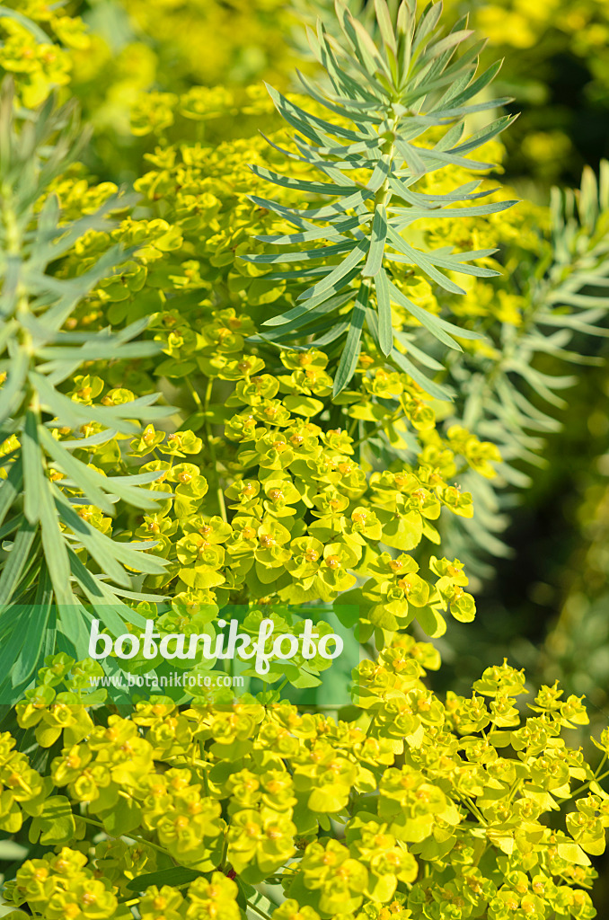 570115 - Seguier's spurge (Euphorbia seguieriana subsp. niciciana)