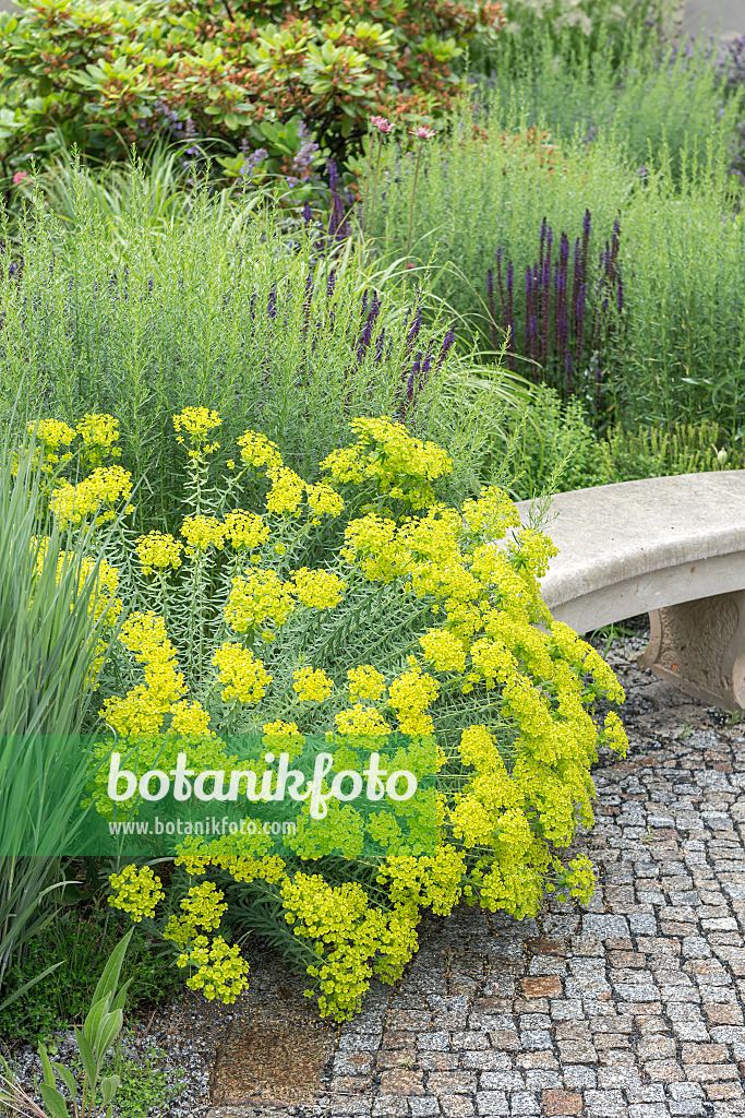 651255 - Seguier's spurge (Euphorbia seguieriana subsp. niciciana)