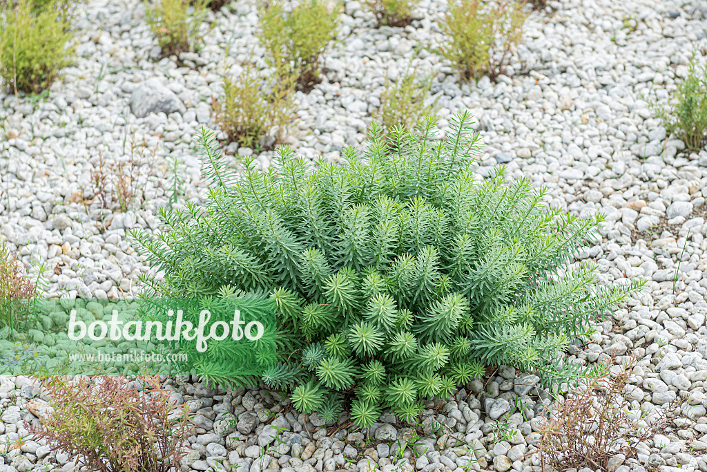 651258 - Seguier's spurge (Euphorbia seguieriana subsp. niciciana)