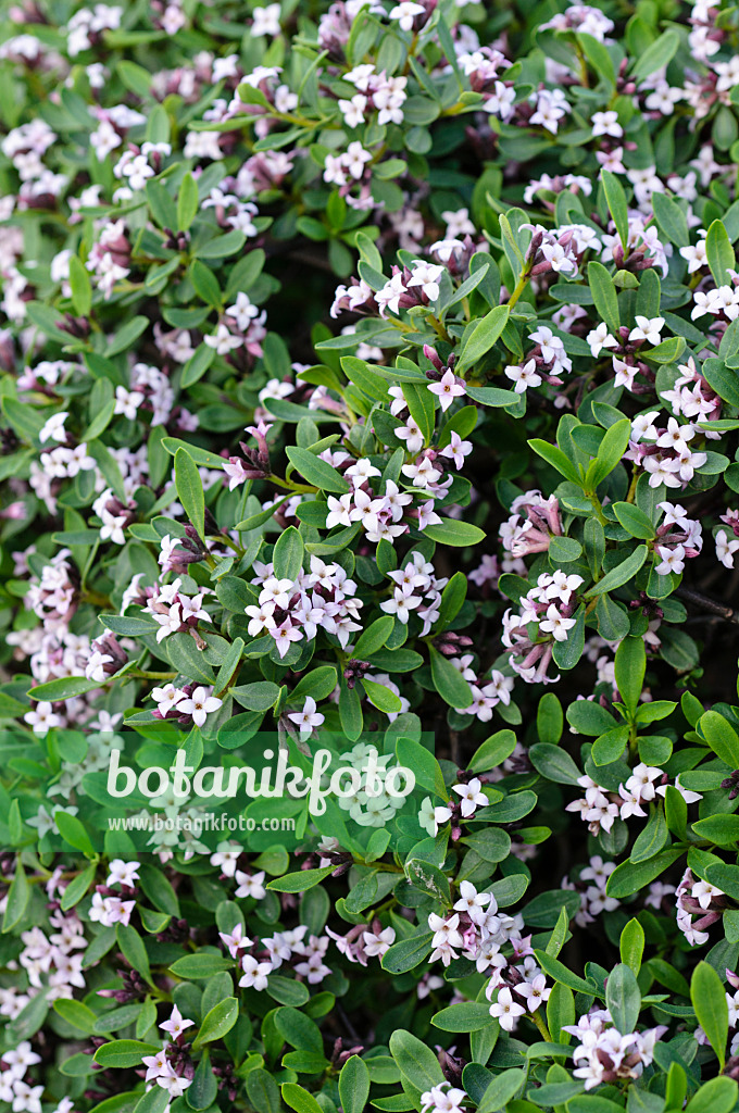 484187 - Seidelbast (Daphne reichsteinii)