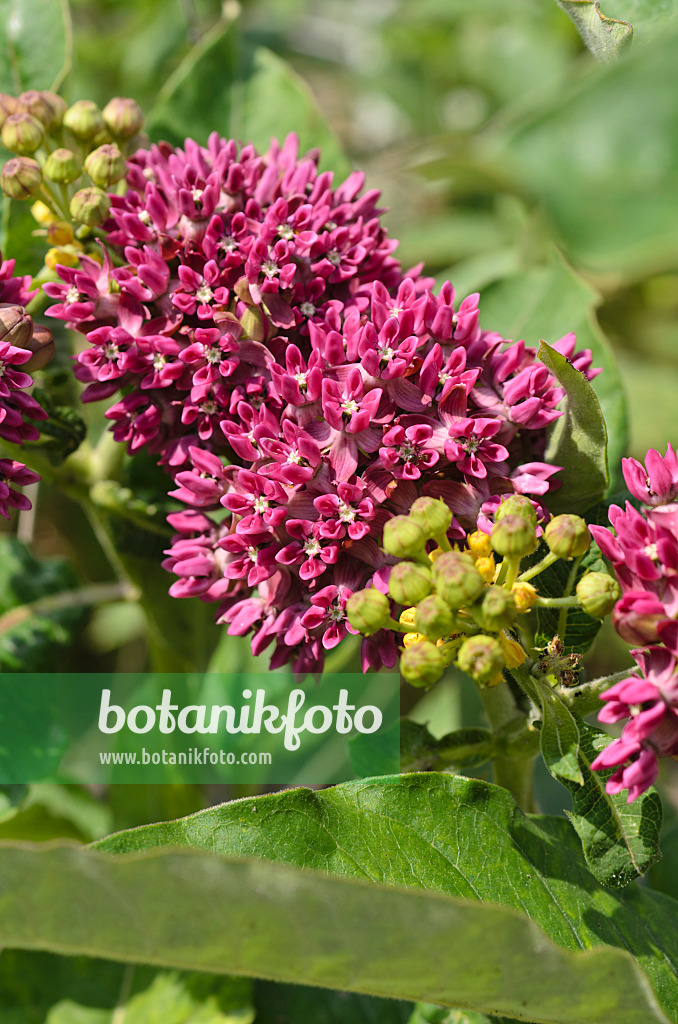 497103 - Seidenpflanze (Asclepias purpurascens)