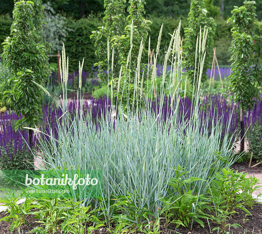 651369 - Seigle de mer (Leymus arenarius 'Blue Dune')