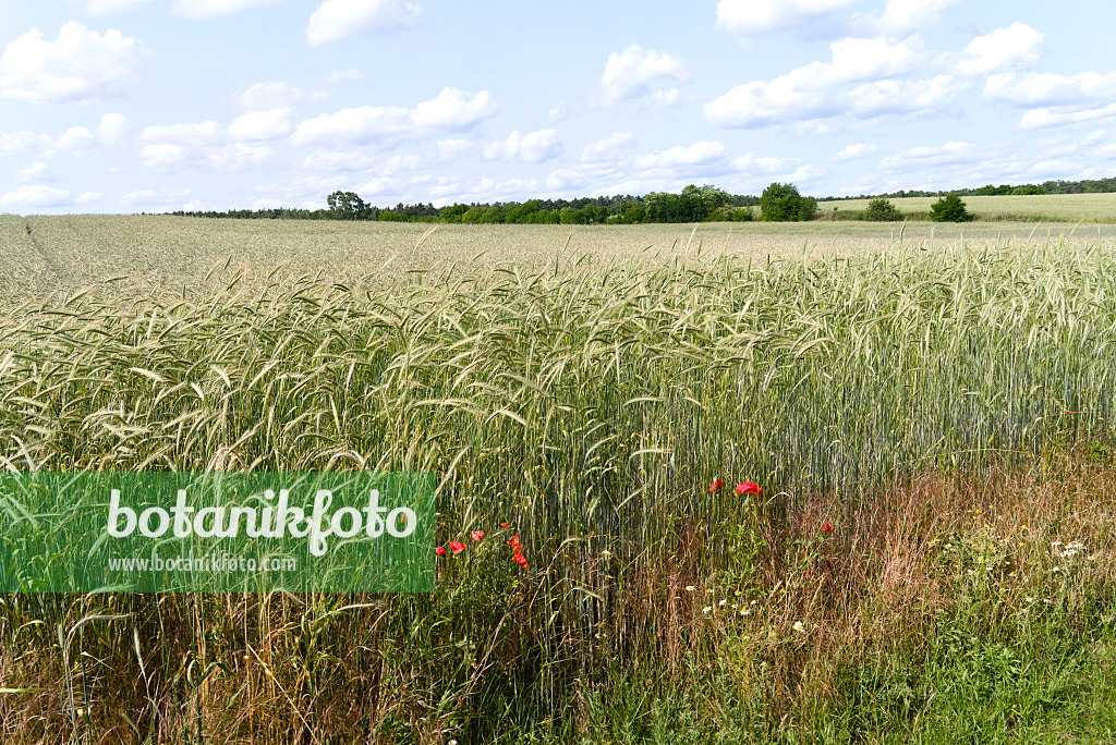 671023 - Seigle (Secale cereale)