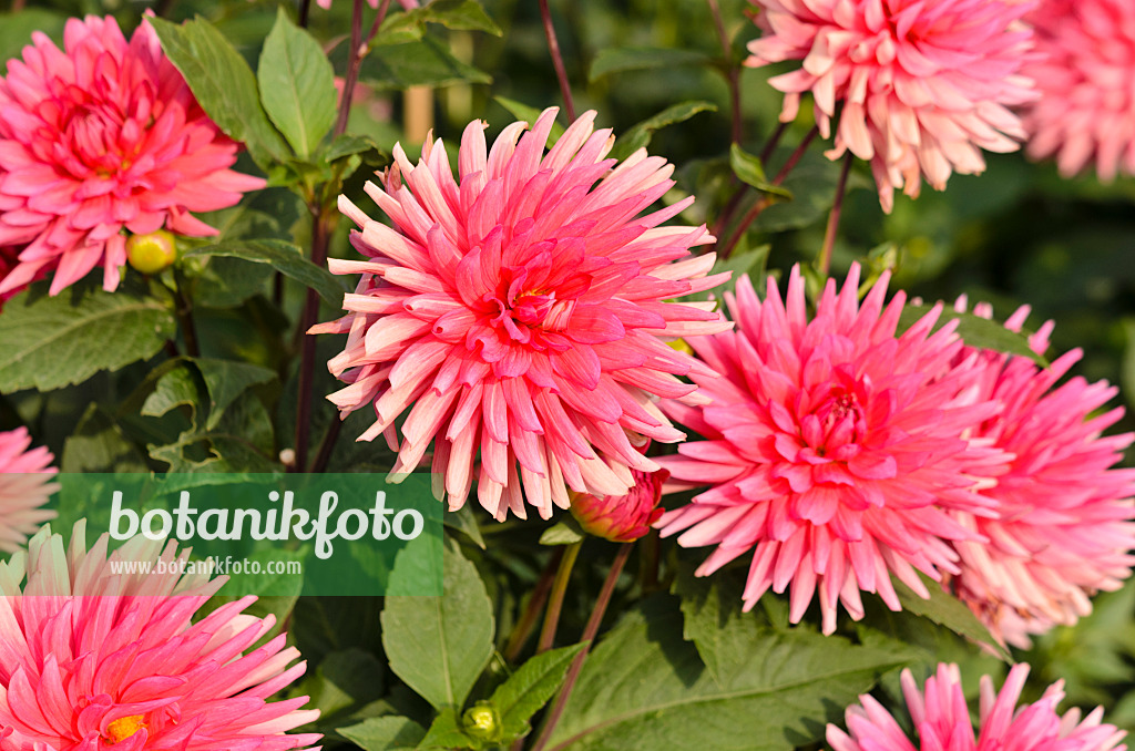 525155 - Semikaktusdahlie (Dahlia Sagittarius)