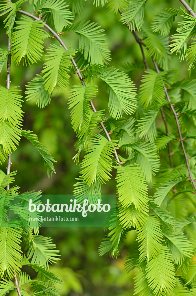 520241 - Séquoïa de Chine (Metasequoia glyptostroboides)