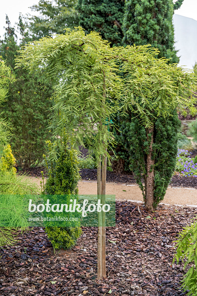 625279 - Séquoïa de Chine (Metasequoia glyptostroboides 'Miss Grace')
