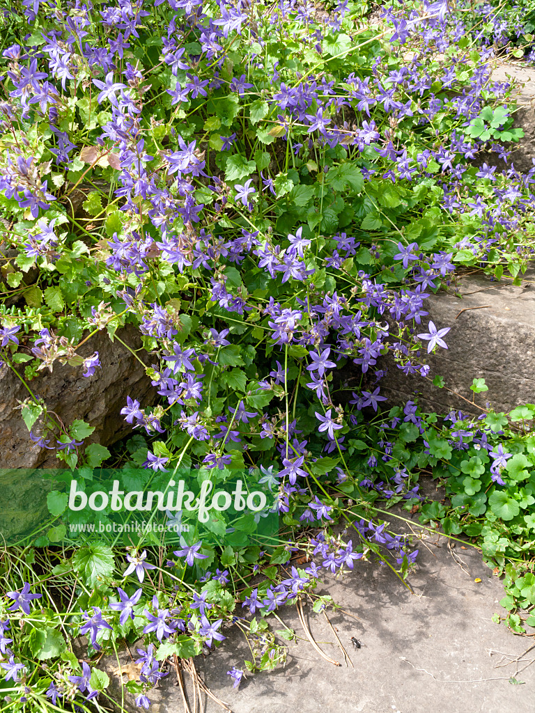 426160 - Serbian bellflower (Campanula poscharskyana)