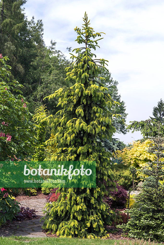 664316 - Serbian spruce (Picea omorika 'Aurea')