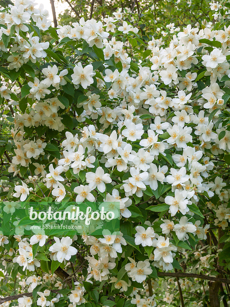 438258 - Seringat commun (Philadelphus coronarius)