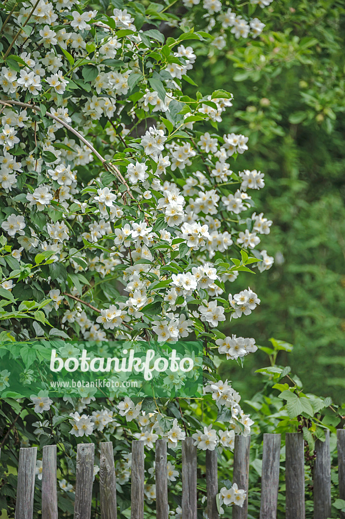 547214 - Seringat commun (Philadelphus coronarius)