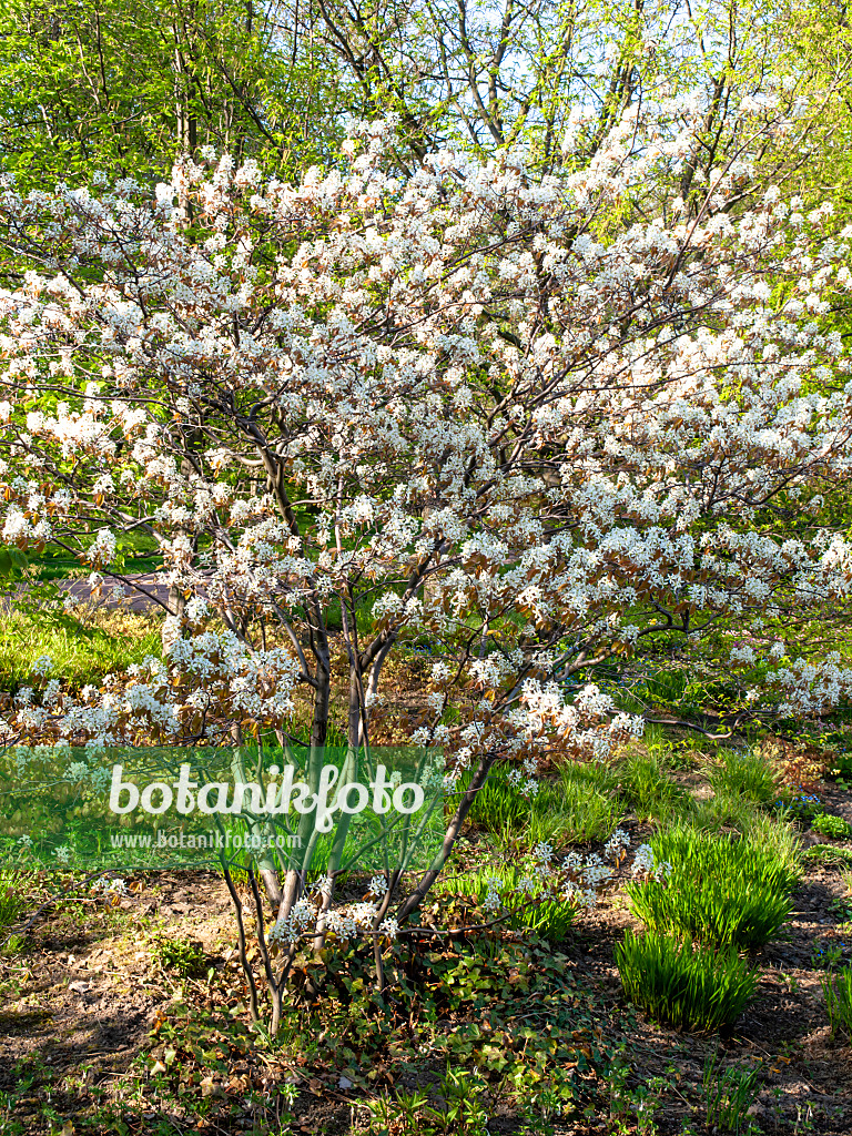 437140 - Service berry (Amelanchier)