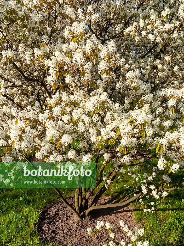 437150 - Service berry (Amelanchier)