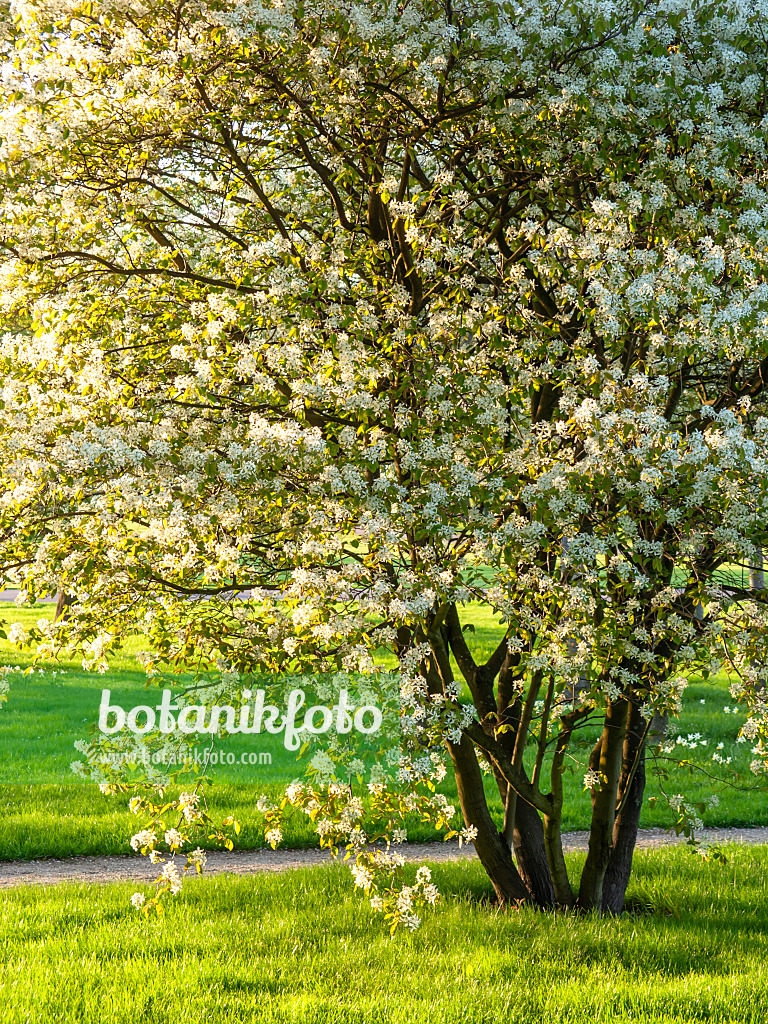 437158 - Service berry (Amelanchier)