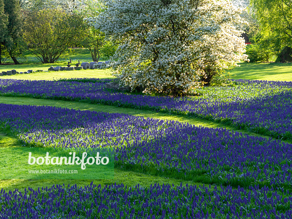 437153 - Service berry (Amelanchier) and grape hyacinth (Muscari)