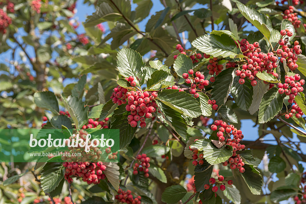 651530 - Service tree of Fontainbleau (Sorbus latifolia 'Henk Vink')