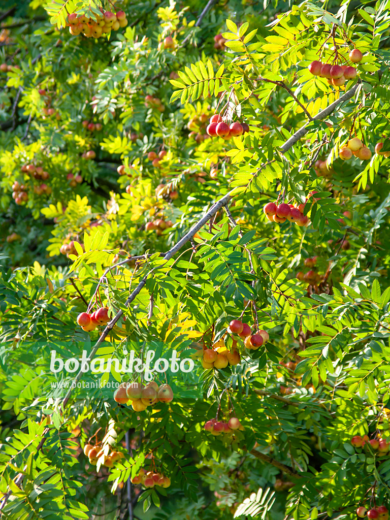 442113 - Service tree (Sorbus domestica)