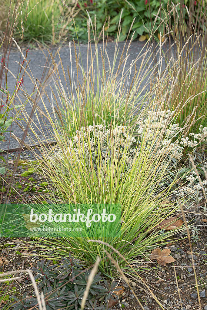 675372 - Seslérie (Sesleria autumnalis)