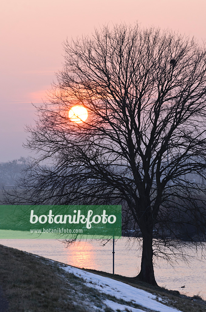 564263 - Setting sun behind a bare tree