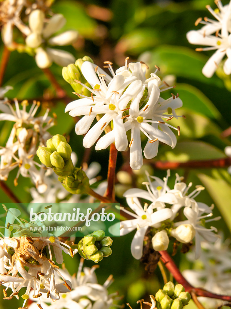 429107 - Seven sons flower (Heptacodium miconioides)