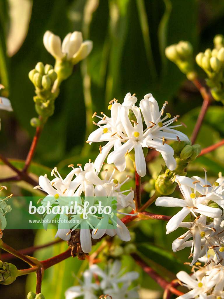 429108 - Seven sons flower (Heptacodium miconioides)