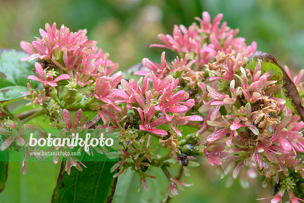 575117 - Seven sons flower (Heptacodium miconioides)