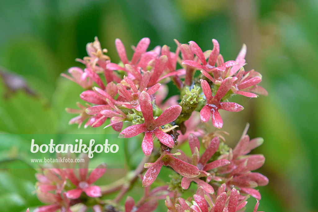 575118 - Seven sons flower (Heptacodium miconioides)