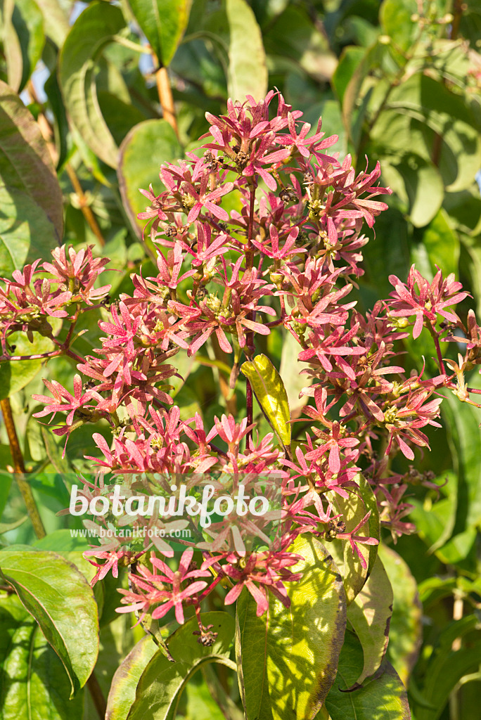 609051 - Seven sons flower (Heptacodium miconioides)