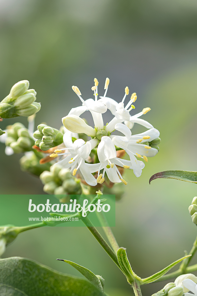 664177 - Seven sons flower (Heptacodium miconioides 'Temple of Bloom')